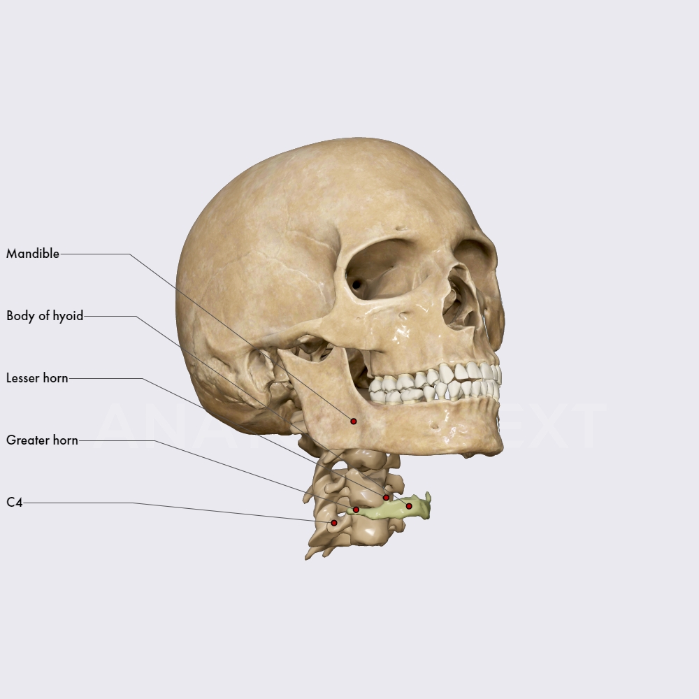 Hyoid Bone Skull Head And Neck Anatomyapp Learn Anatomy 3d Models Articles And Quizzes 0125